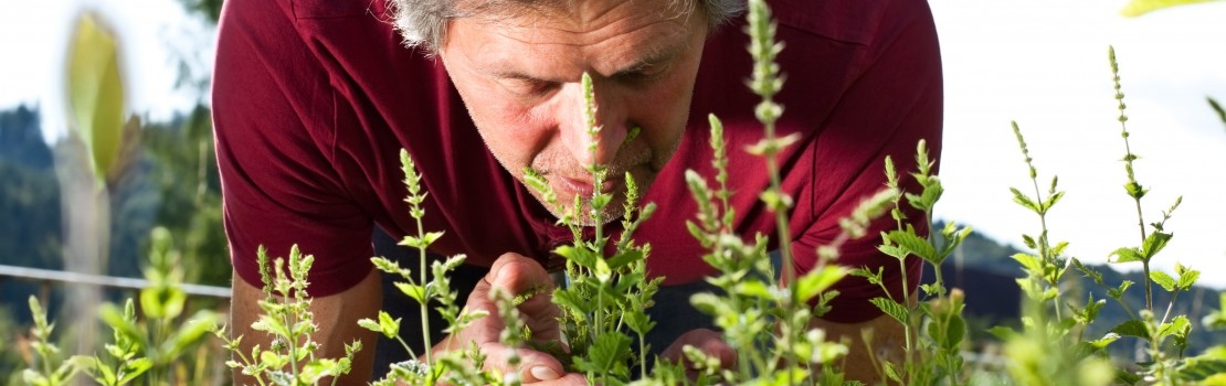 Cum se prepară semințe de pătrunjel pentru tratamentul prostatitei